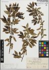 Foto von Salix fragilis L. x Salix pentandra L.